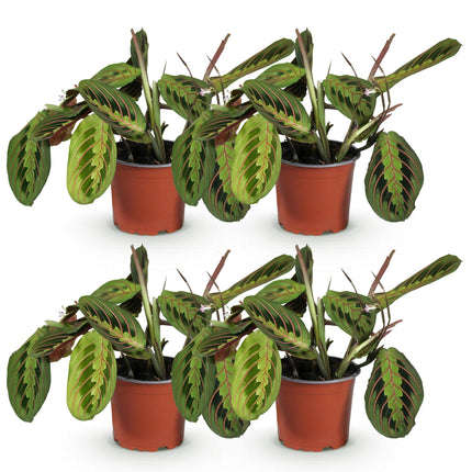 Maranta Fascinator Tricolour - Gebedsplant - ↕30-35cm - Ø12cm - 4x