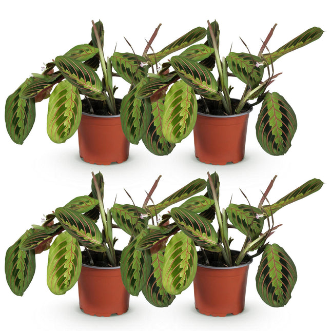 Maranta Fascinator Tricolor - Planta de la Oración - ↕30-35cm - Ø12cm - 4x
