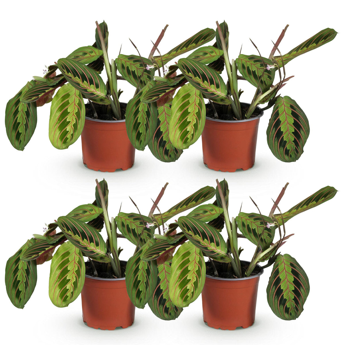 25-35cm maranta fascinator prayer plant 12cm pot house plant Maranta Fascinator Tricolour - Prayer Plant - ↕30-35cm - Ø12cm