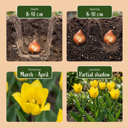 80x Tulipa Sylvestris - Bloembollen - Bosdravik - Geel - Verwilderingsbol - Bolmaat 5/6