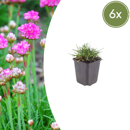 Armeria maritima 'Splendens' - Engels Gras - ↕10-25cm - Ø9cm - 6x