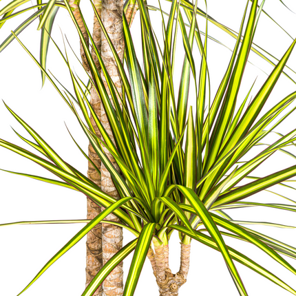 Dracaena Marginata Sunray con cesta - ↕130-150cm - Ø24cm