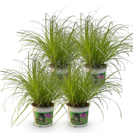 Cyperus alternifolius Zumula - Hierba para gatos - ↕25-30cm - Ø12cm - 4x