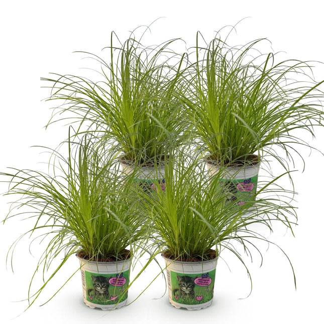 Cyperus alternifolius 'Zumula' – Katzengras – Haustierfreundlich – 4 Pflanzen – 12-cm-Topf – Höhe 28–30 cm
