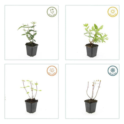 Hypericum inodorum - ↕10-25cm - Ø9cm - 48x