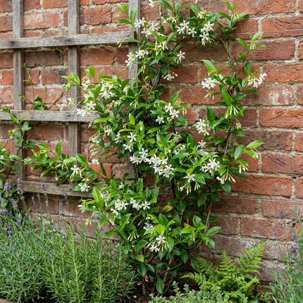 Trachelospermum jasminoides - Sterjasmijn 6x - Wit - Klimplant - Ø9cm - ↕35cm