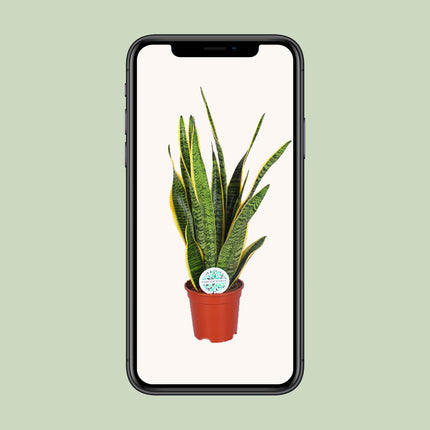 Sansevieria Trifasciata Laurentii - Snake Plant - ↕60cm - Ø17cm