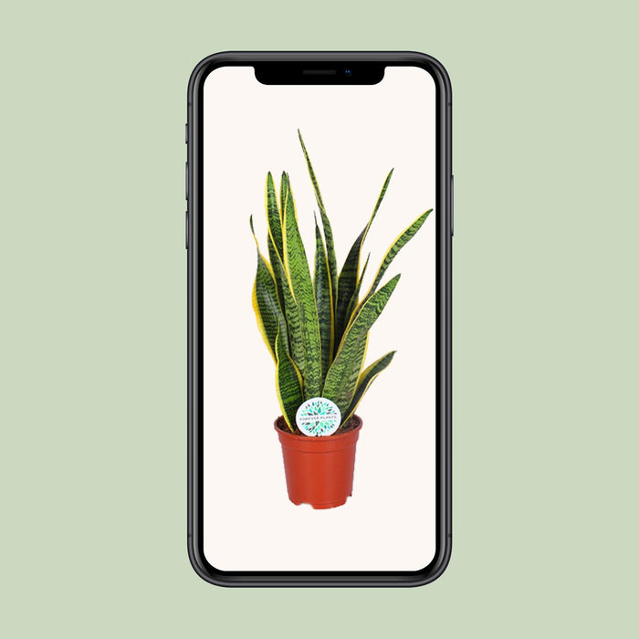 Sansevieria Trifasciata Laurentii - Vrouwentong - ↕60cm - Ø17cm