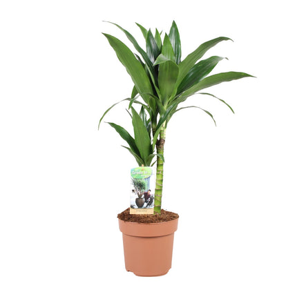 Dracaena Janet Craig - Dragon Plant - ↕60cm - Ø17cm