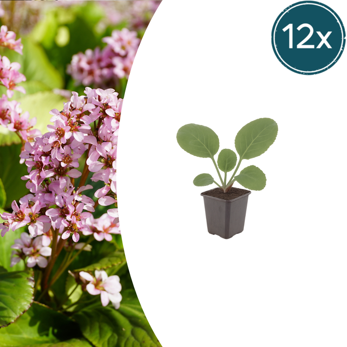12x Bergenia cordifolia - ↕10-25cm - Ø9cm