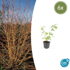 Collection image for: Corniolo (Cornus)