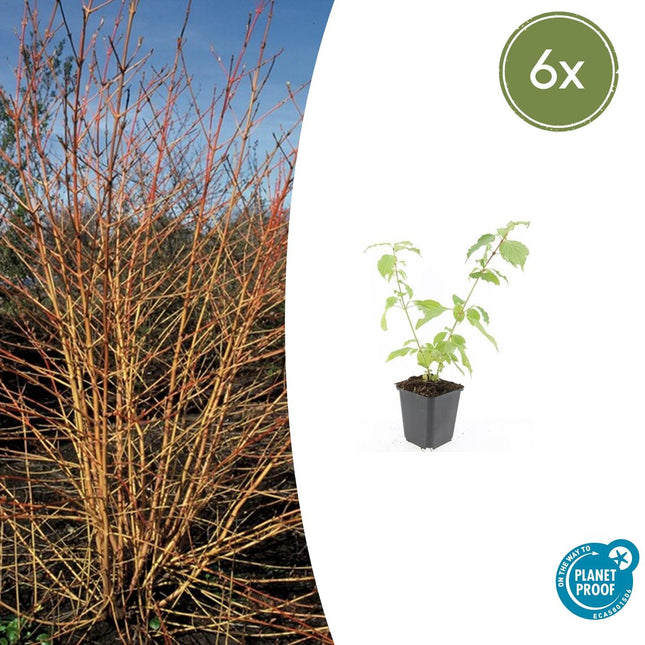 Cornus sanguinea 'Anny's Winter Orange' - Kornel - ↕10-25cm - Ø9cm - 6x