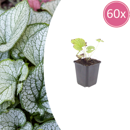 Brunnera macrophylla 'Jack Frost' - Caucasian forget-me-not - ↕10-25cm - Ø9cm - 60x