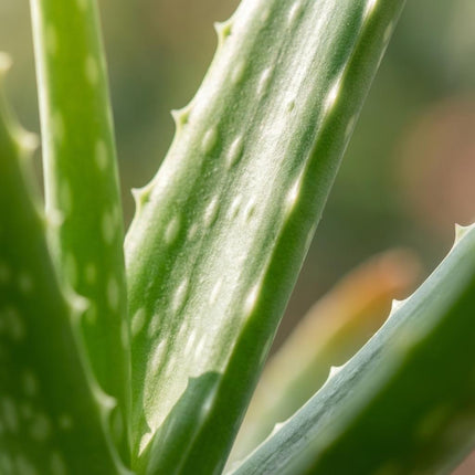 Aloes Vera - ↕35-40cm - Ø10,5cm - 4x