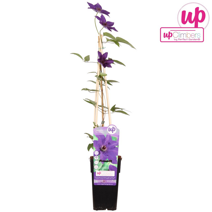 Clematis The President - Clematis Paars - ↕65cm - Ø15cm