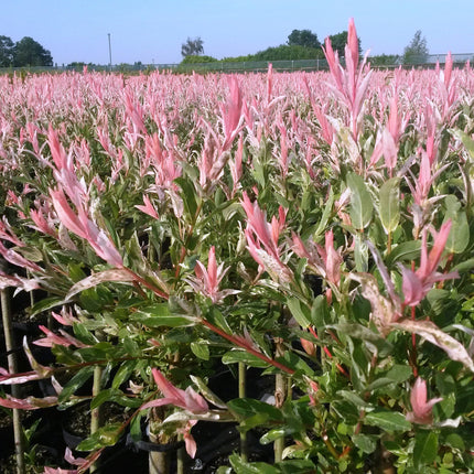 Salix Flamingo - Flamingo Wilg struik - Ø17cm - ↕40-50cm - 2x