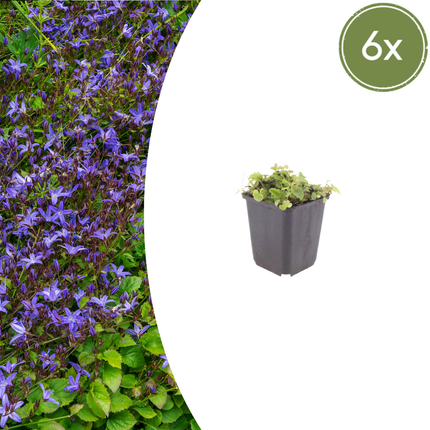 Campanula poscharskyana - Kruipend klokje - ↕10-25cm - Ø9cm - 6x