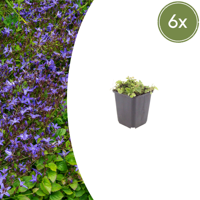 Campanula poscharskyana - Kruipend klokje - ↕10-25cm - Ø9cm - 6x
