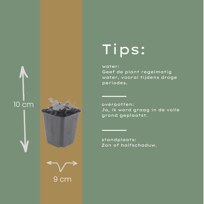 60x Geranium sang. 'Max Frei' - ↕10-25cm - Ø9cm