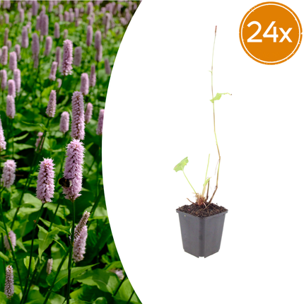 Persicaria affinis 'Superba' - Duizendknoop - ↕10-25cm - Ø9cm - 24x