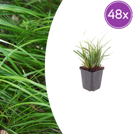 Carex morrowii - Junco - ↕10-25cm - Ø9cm - 48x