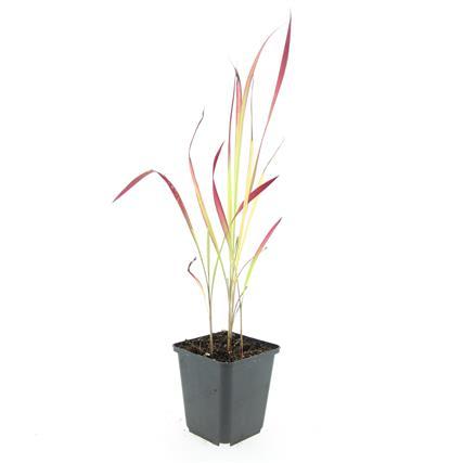 Imperata Cylindrica 'Red Baron' - Erba sanguigna giapponese - ↕10-25cm - Ø9cm - 48x