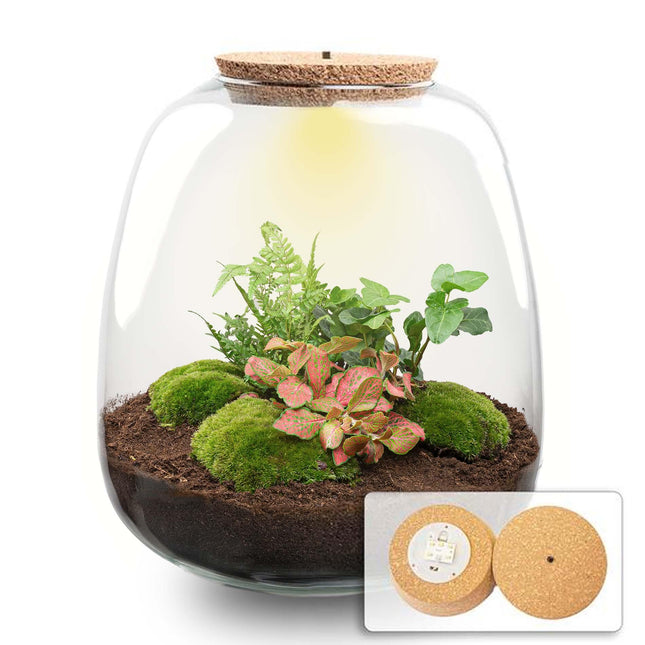 Terrario de plantas - Emma - kit de bricolaje - ↑ 25 cm - Ø 23 cm - Hedera Rojo