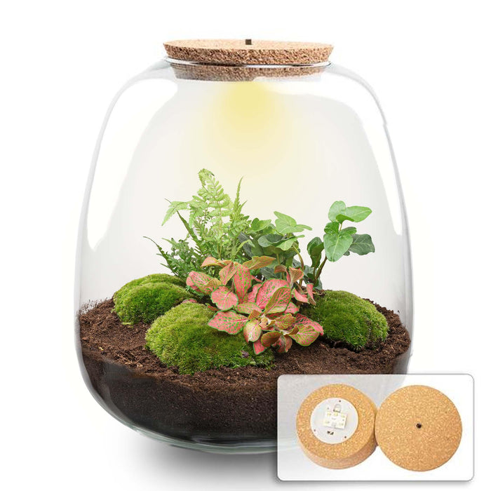 Planten terrarium - Emma - DIY kit - ↑ 25 cm - Ø 23 cm - Hedera Red