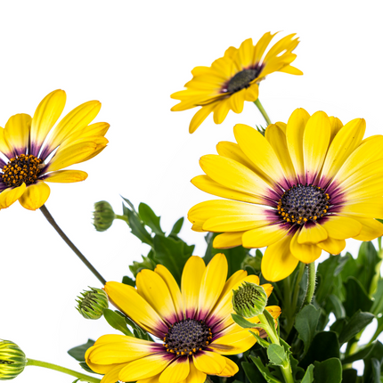 Spanische Gänseblümchen (Osteospermum ecklonis Yellow) – ↕20 cm – Ø12 cm – 8 Stück