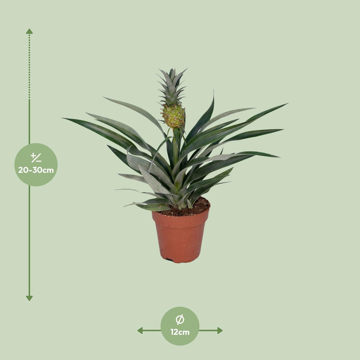 Bromelia Ananas - Ananasplant - ↕30cm - Ø12cm