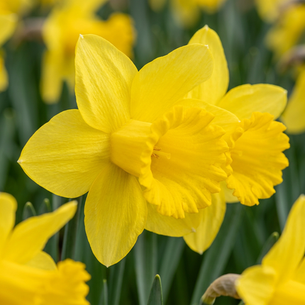 120x Narcissus Carlton - Bloembollen - Gele narcis - Geel - Voorjaarsbloeier - Bolmaat 12/14