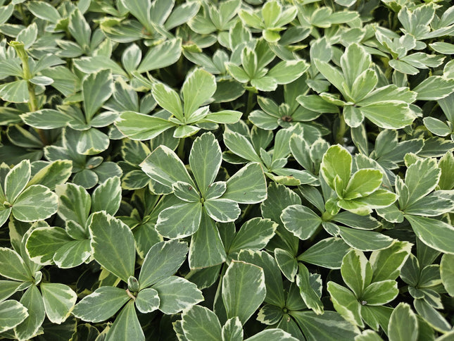 Termine Pachysandra. 'Variegata' - ↕10-25cm - Ø9cm - 48x