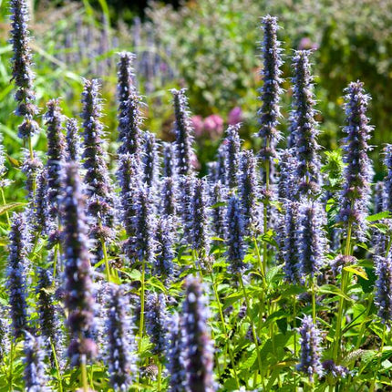 Agastache 'Black Adder' - Pianta di liquirizia - ↕10-25cm - Ø9cm - 24x