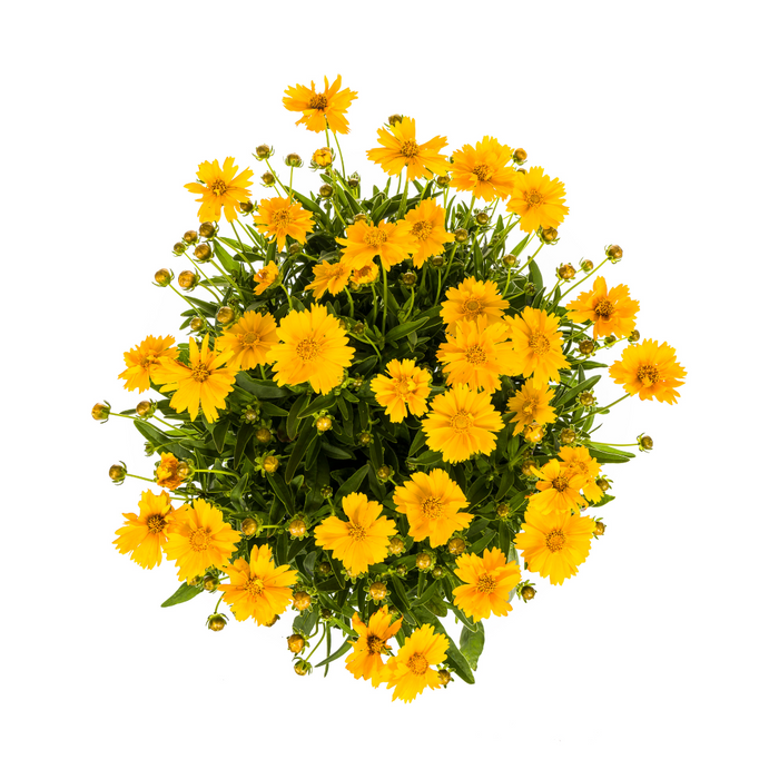 Coreopsis Grandiflora - Meisjesogen - ↕50-60cm - Ø19cm
