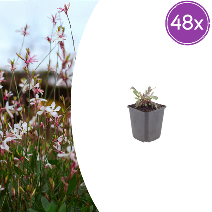 Bellissima candela - Gaura lindheimeri 'Siskiyou Pink' - ↕10-25cm - Ø9cm - 48x