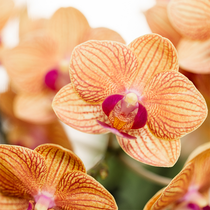 Valmue-appelsin plantesæt | Orange phalaenopsis, jamaicansk orkidé og sukkulent inkl. dekorative keramiske potter