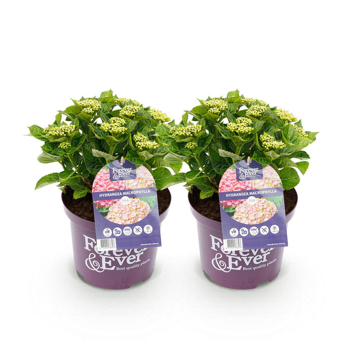 Terrasplant - Hortensia - Hydrangea Forever & Ever - Roze - 7-12 Bloemen - 2 Planten - Pot 23cm Hoogte 55cm