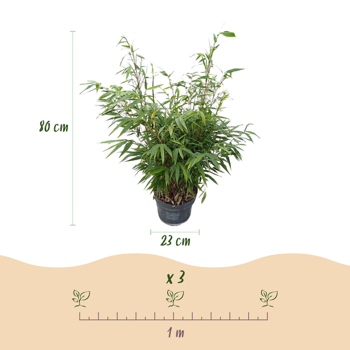 Fargesia robusta Pingwu - Niet Woekerende Bamboe - ↕80cm - Ø23cm - 2x