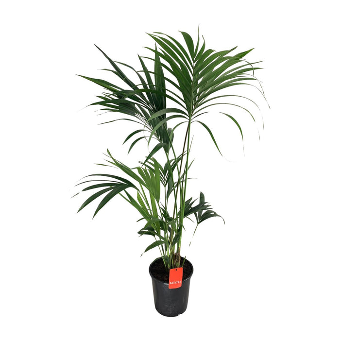Howea Forsteriana - Kentia Palm - ↕130cm - Ø24cm