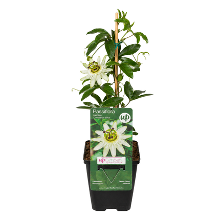 Passiflora caerulea ‘Constance Elliott’ 6x – P9 pot – elegante wit bloeiende passiebloem