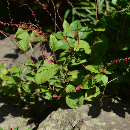 Persicaria amplexicaulis 'Speciosa' - Duizendknoop - ↕10-25cm - Ø9cm - 60x
