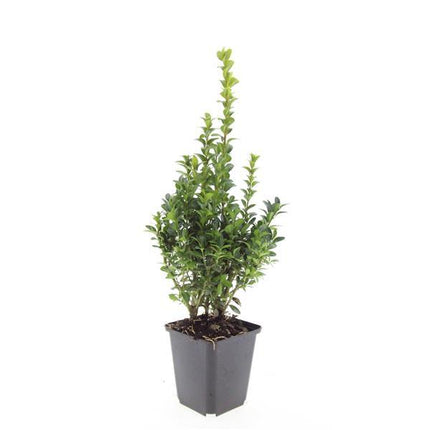Buxus Sempervirens - ↕10-25cm - Ø9cm - 24x