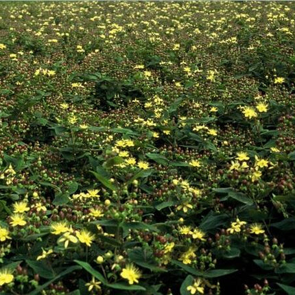 Hypericum inodorum - ↕10-25cm - Ø9cm - 12x