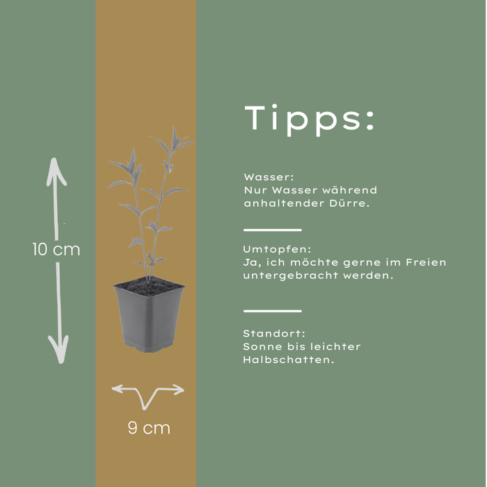 6x Kalimeris incisa 'Blue Star' - ↕10-25cm - Ø9cm