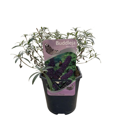 Schmetterlingsstrauch (Buddleja davidii 'Black Night') – Lila Blüte – ↕25 cm – Ø17 cm – 1 Stück