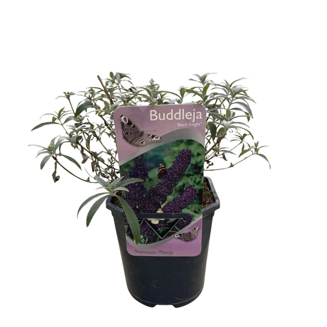Sommerfuglebusk - Buddleja davidii Black Night - Lilla blomst - ↕25cm - Ø17cm - 1x