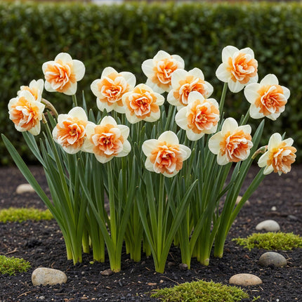 Bulbes de fleurs - Narcisses Replete - Blanc et orange - Lot de 10 - Calibre 10/12 - Format XXL
