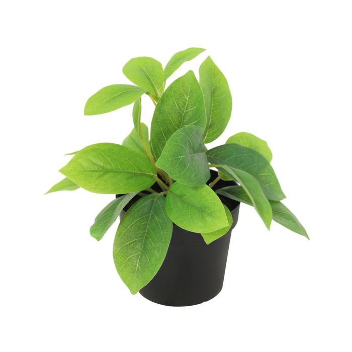 Plante Hoya artificielle verte - ↕20cm