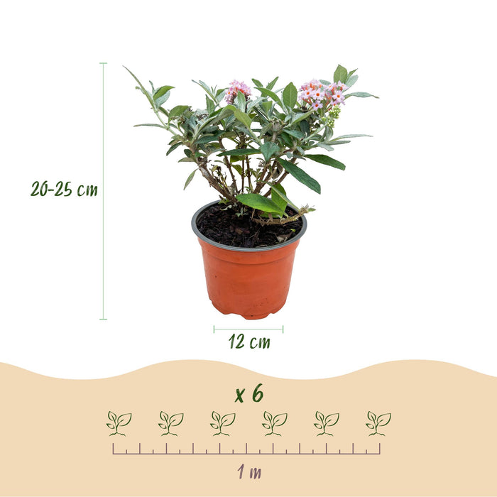 Buddleja davidii Butterfly Candy Little Pink - Vlinderstruik - Compact - Roze - ↕20-25cm - Ø12cm