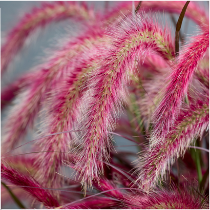 Pennisetum 'Tiny Tails' - Herbe aux écouvillons - ↕40-50cm - Ø19cm - 2x